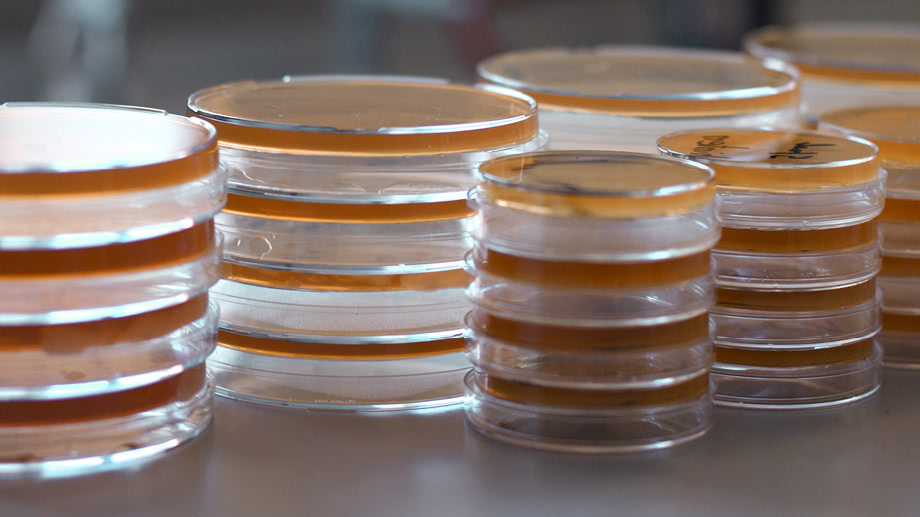 Mikrobiologische Qualitätssicherung im AfG-Betrieb